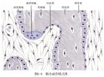 膜内成骨模式图