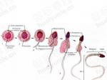 精子的演变过程