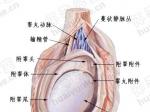 睾丸的结构图