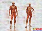 非常漂亮的油画效果的3D人体解剖图（3）