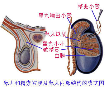 ֳ Male Internal Genital Organs