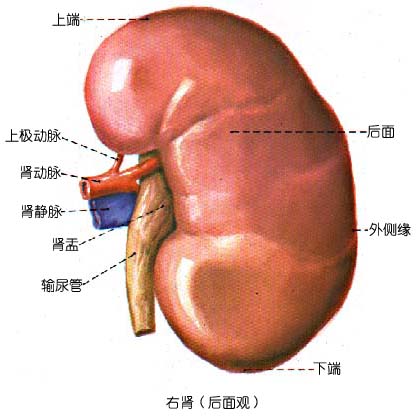 KidneyĽ