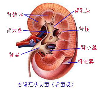 KidneyĽ