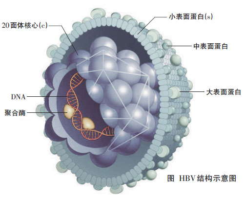 慢性HBV感染的免疫应答特征