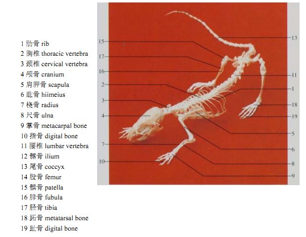 大鼠和小鼠解剖图谱